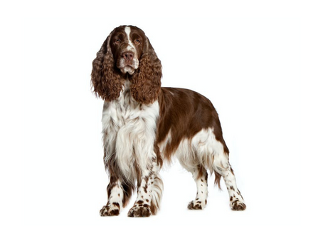 Springer Spaniel Inglês