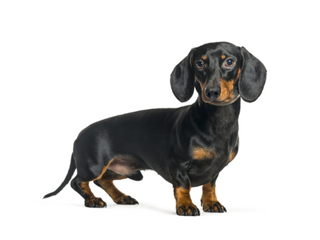Teckel | Dachshund
