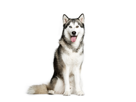 Husky Siberiano