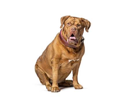 Dogue de Bordeaux