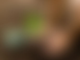 Palotina Celebra o Dia Mundial do Meio Ambiente Com Plantio de Mudas no Lago Municipal