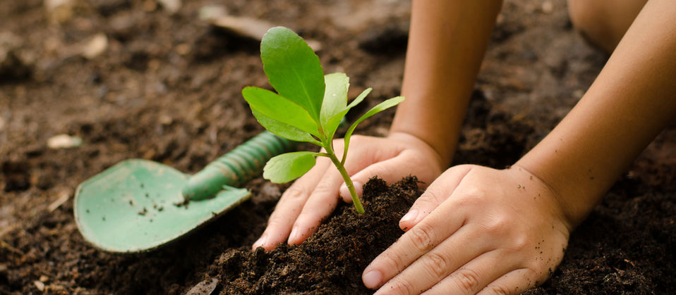 Palotina Celebra o Dia Mundial do Meio Ambiente Com Plantio de Mudas no Lago Municipal