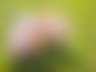 Parceria com Frimesa impulsiona produção leiteira e suinícola no Paraná e Mato Grosso do Sul