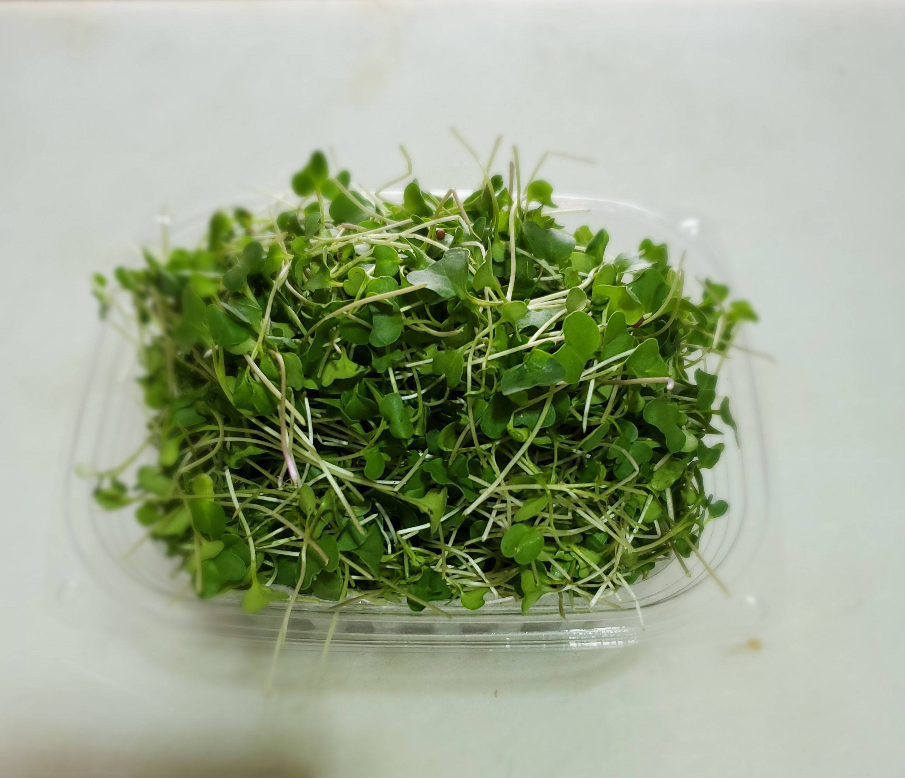 Broccoli Microgreens