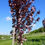 Thumbnail: Prunus serrulata ‘Royal Burgundy’