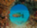 reef fish swimming through oceanite.JPG