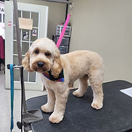 Charlie cockerpoo.png