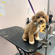 Cooper cavapoo.png