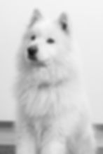 Portrait Samu.jpg
