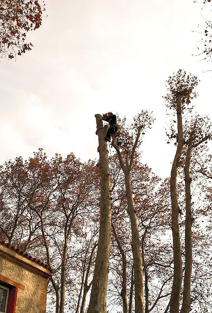 Entreprise Demestre élagage Élagage & abattage d'arbres Création & entretien de jardin Pose de clôture à Pia proche de Perpignan Dans les Pyrénées-Orientales 66