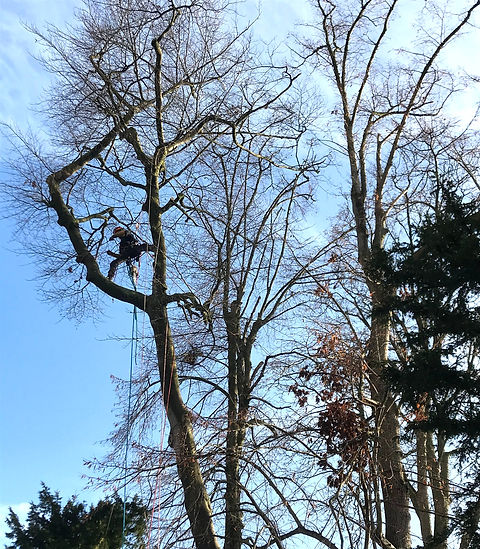 DANDROBATE: Élagage, haubanage et abattage d'arbres près de Rouen en Seine-Maritime (76)