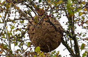 STOP'O GUEPES DÉSINSECTISATION ET DESTRUCTION DE NIDS DE GUÊPES ET FRELONS SUR CAEN DANS LE CALVADOS.