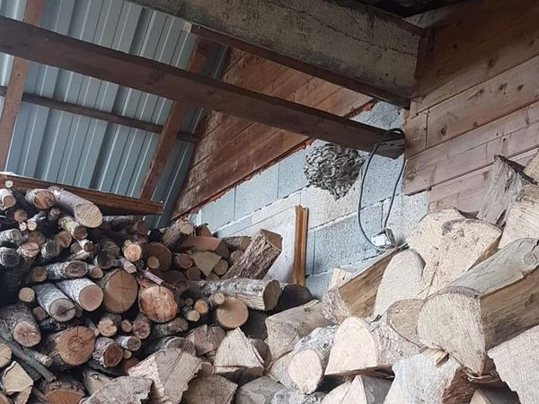 Blondet Thomas Expert Nuisibles: Désinsectisation punaises de lit- blattes / Destruction guêpes-frelons Loiret