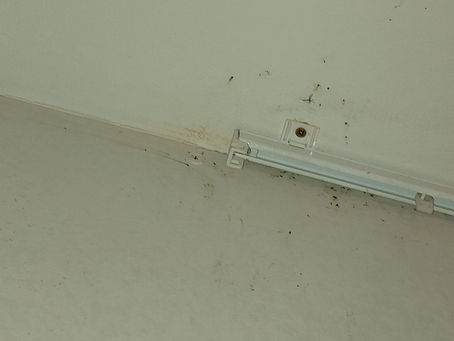 Désinsectisation punaises de lit à Clermont ferrand