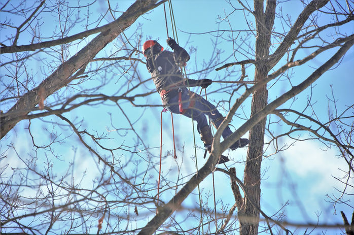 Entreprise Demestre élagage
Élagage & abattage d'arbres
Création & entretien de jardin
Pose de clôture
à Pia proche de Perpignan Dans les Pyrénées-Orientales 66