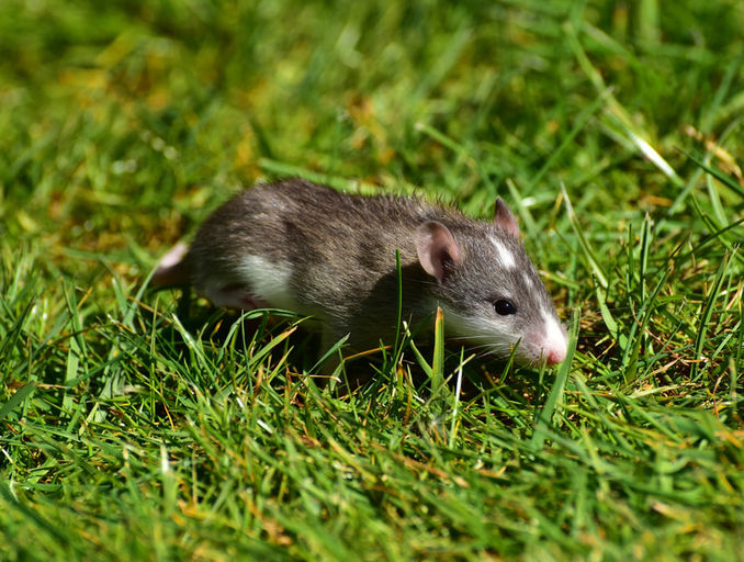 HALTOFRELONS 50 :Dératisation sur Avranches dans la Manche