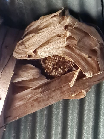 Haltofrelons50 : Désinsectisation Guêpes, frelons et chenilles processionnaires sur Avranches dans la Manche | 50