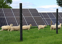 Solar Panels and Sheep at The Good Berry Farm