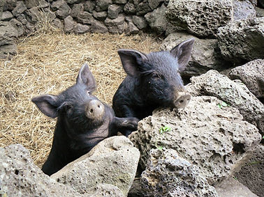 korvia-image-photo-jeju-black-pork-jeju-pigs.jpg
