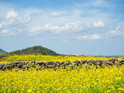 Jeju_spring.jpg