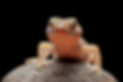 sand-gecko-closeup-wood-closeup-head-sand-gecko-stenodactylus-petrii.jpg