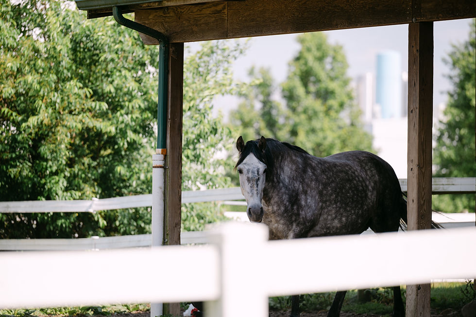 Elaina Eppinger Photography