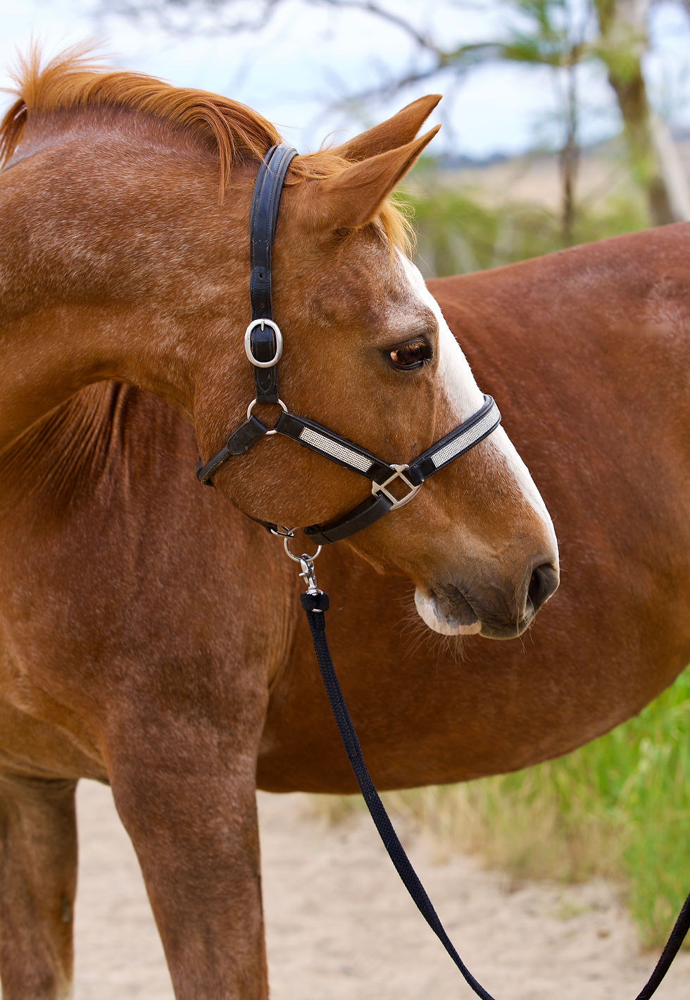Thumbnail: In Utero Foal Available