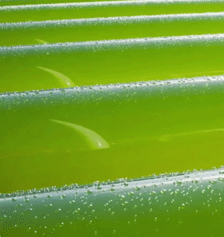 tubeflow gif.gif