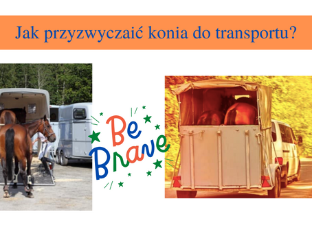 Jak przyzwyczaić konia do transportu?