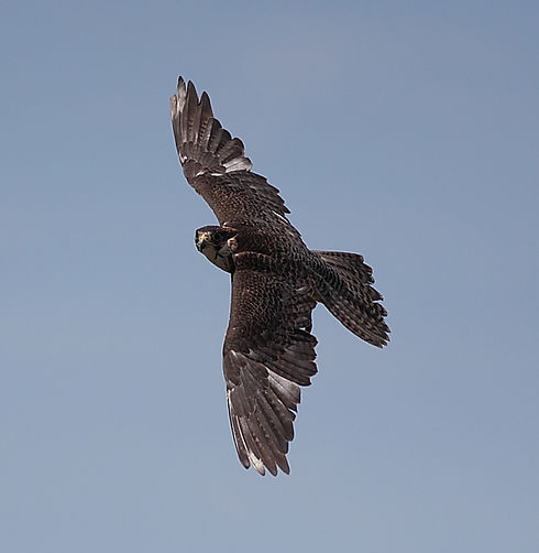 Falco Lanario 1a.jpg
