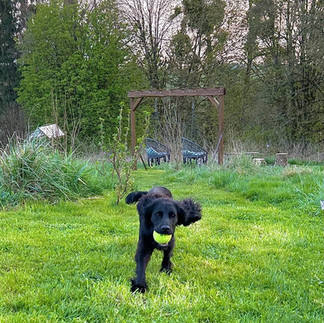 Deedee (lekker hard rennen)