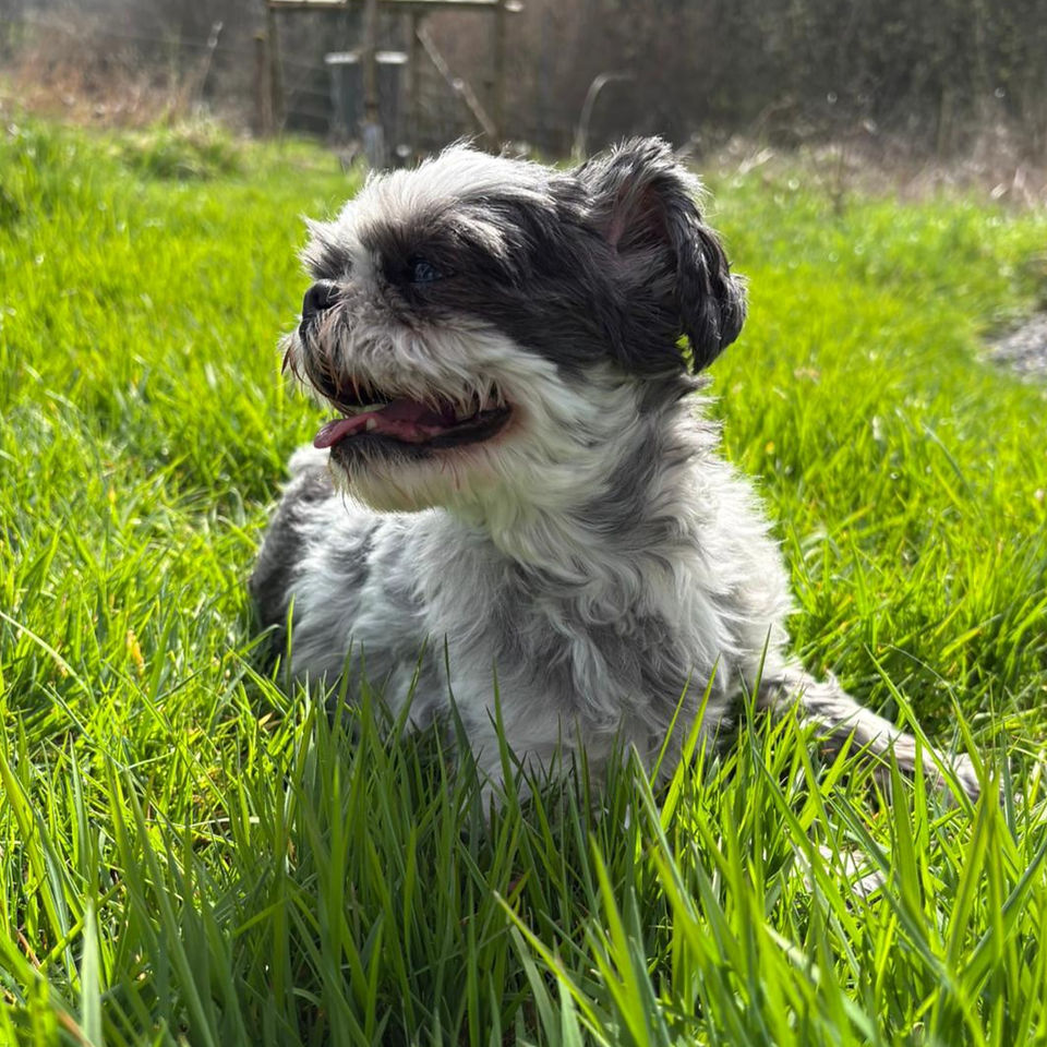 Pixie (genieten in het gras)