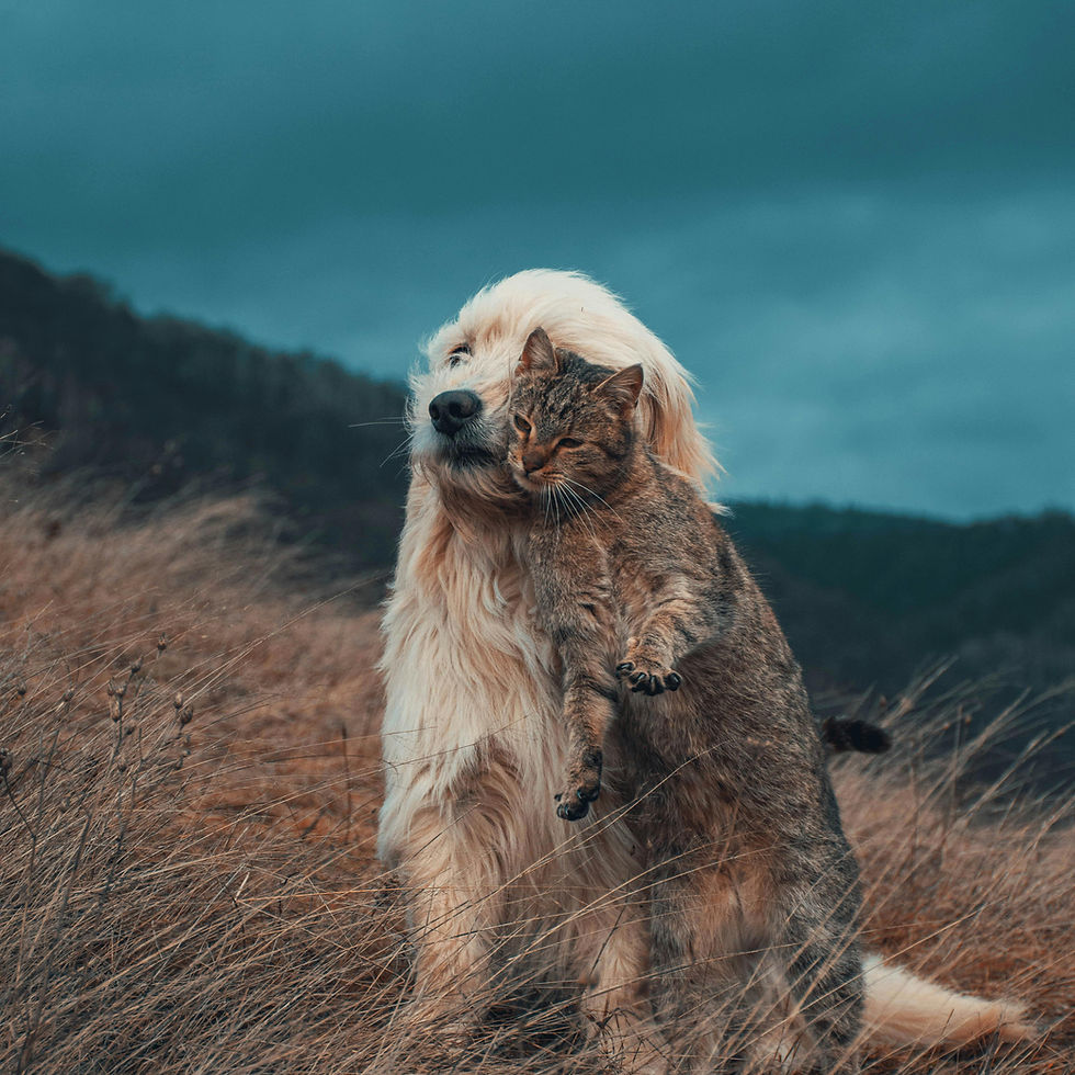 Huisdieren op vakantie bij Joli Sauvage....