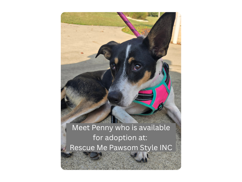 Penny who is available for adoption