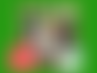 Bringing Rescue Dogs Hope This Holiday