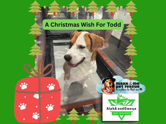 Bringing Rescue Dogs Hope This Holiday