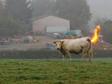 Não é piada: país planeja tributar bufas e arrotos de vacas e ovelhas