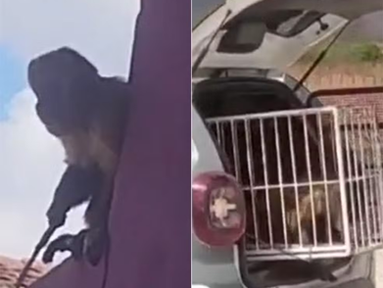 Macaco-prego é “preso” após dias de vandalismo em Viçosa, no Alto Oeste potiguar