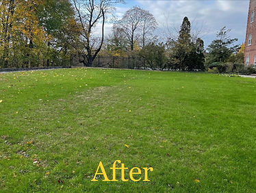 DiGinto Lawn and Fertilization After Photo