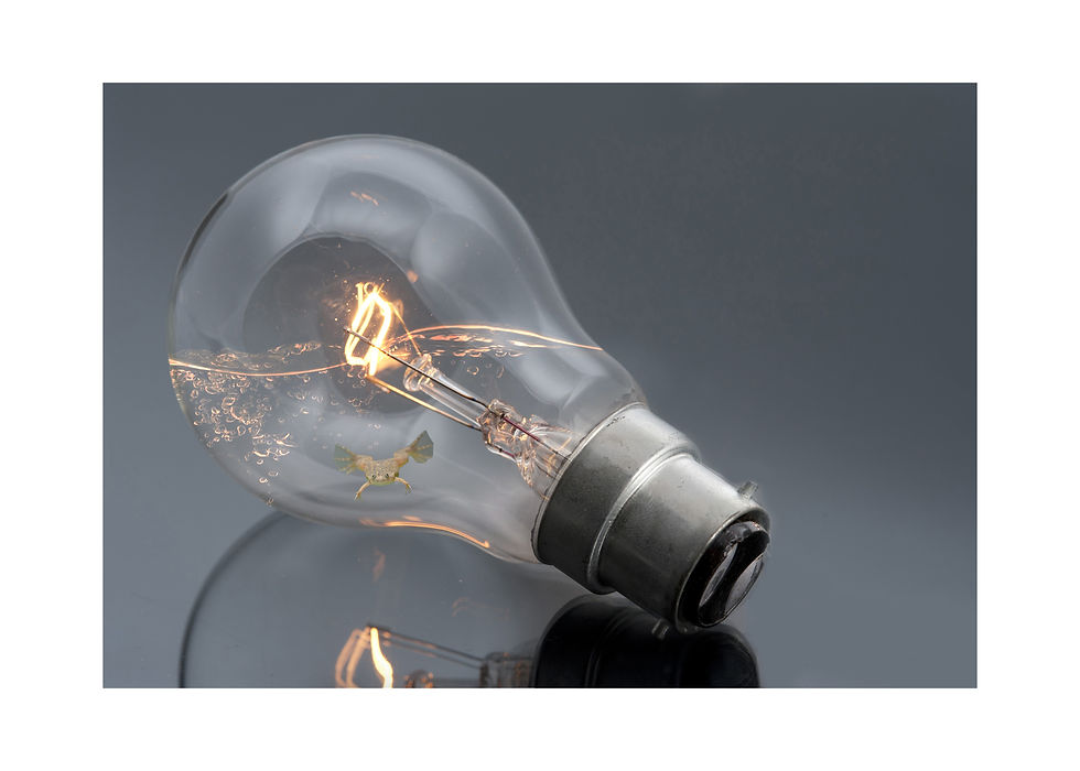 African dwarf frog in water - yellow