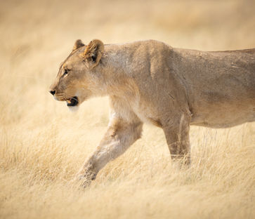 Close up of a lone lioness walking the golden grassy flatlands of Etosha National Park, Namibia.