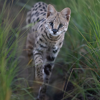 Serval Cat, Masai Mara