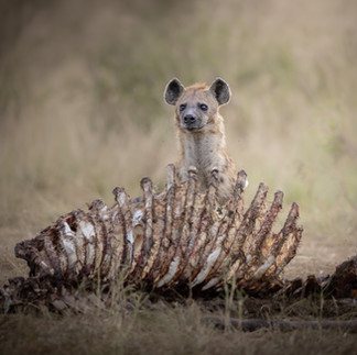 Spotted Hyena looks up over a hippo rib cage.