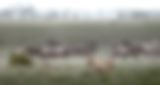 Liones on the hunt.jpg