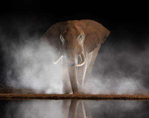 Back Lit African Elephant walks through the dust at night and towards the waterhole of Shompole Hide taken by Mark Fernley Wildlife