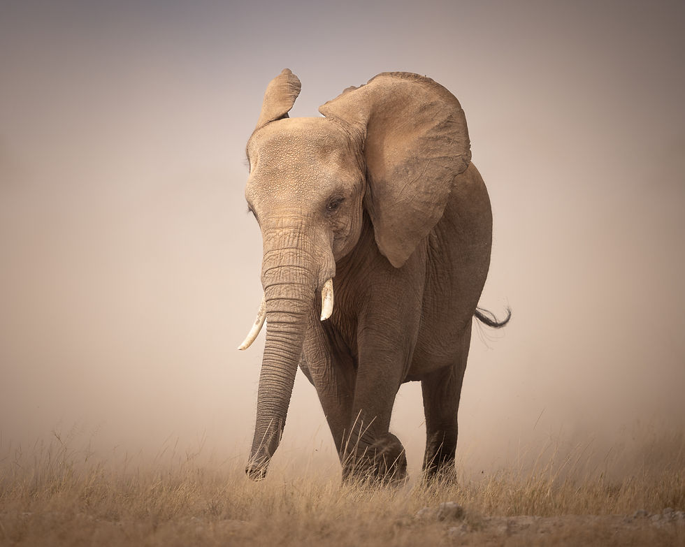 An African elephant charges through the open plains kicking up dust here in Amboseli National Park, during a Kenya photographic trip with Untamed Photo Safaris