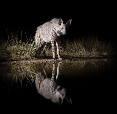 Striped Hyena stands with its reflection over a waterhole with grass located at Larsen's Photography hide, taken by Mark A Fernley