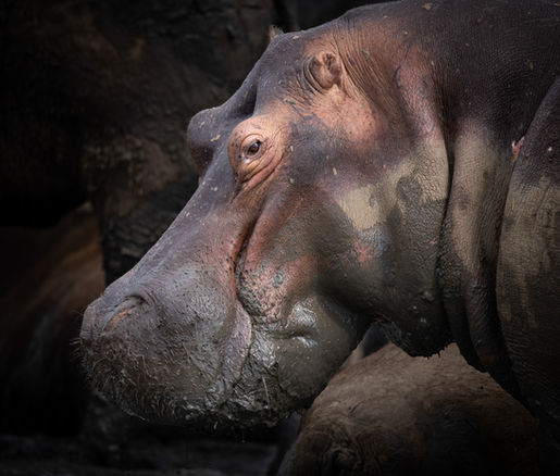 A large hippo stands out of water showing off the different colours of mud pasted onto his face.