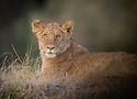Young lion stares at the wildlife photographer - Mark Fernley Wildlife Photography