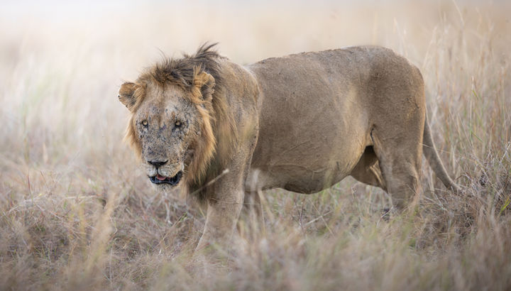 A beautiful male lion struggles to walk through the hilly grass after with a full belly of zebra meat, here in the Masai Mara - Mark Fernley Wildlife.